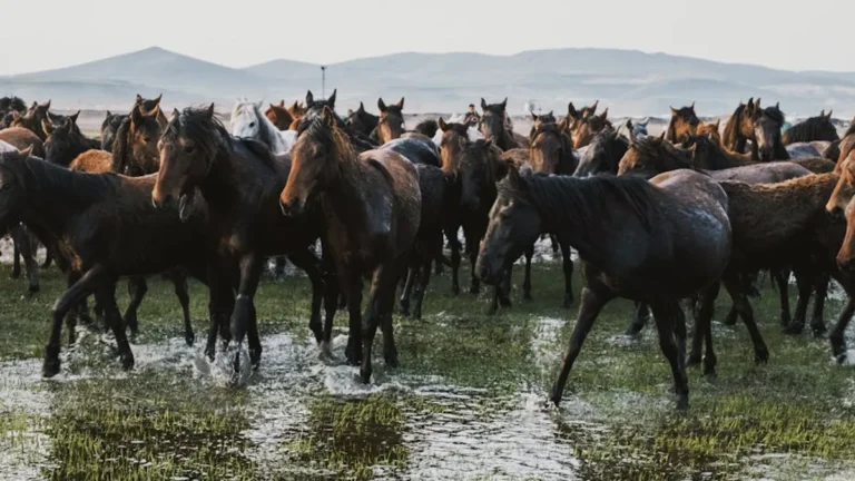 Free Horse Racing Picks: Review, Safety, Bonuses, and What Players Should Know